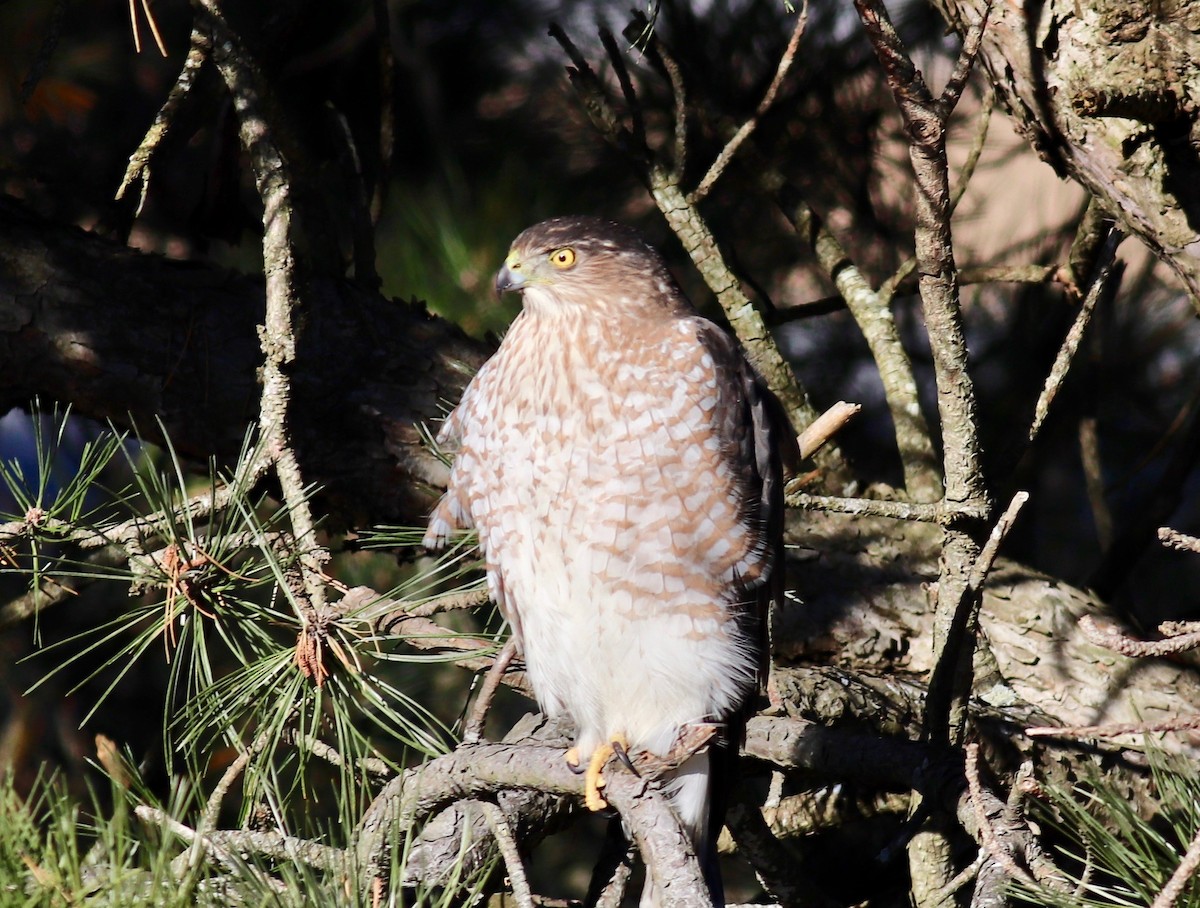 Cooper's Hawk - ML127658161