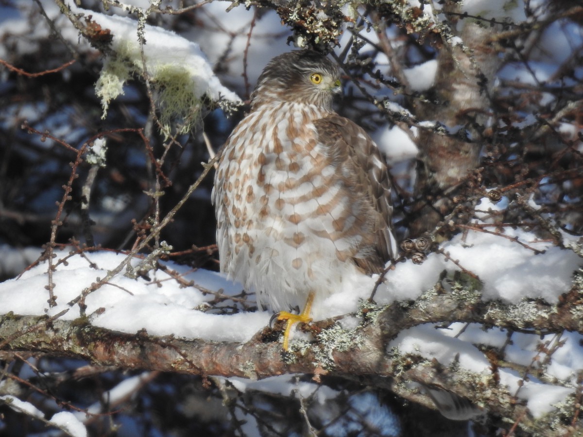 Sharp-shinned Hawk - ML127661021