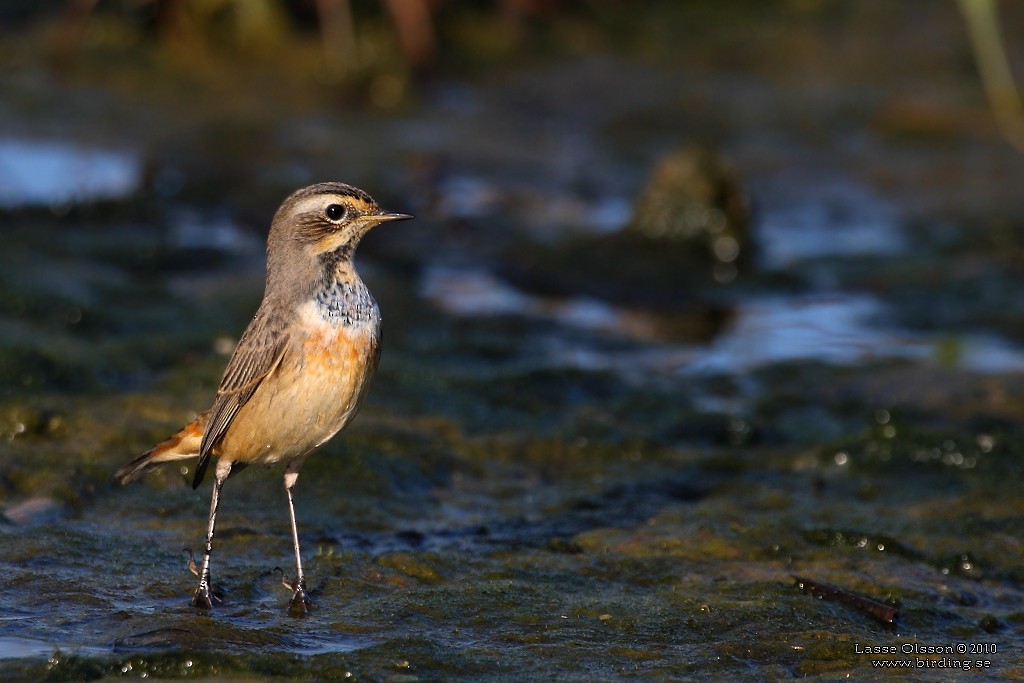 Bluethroat - ML127661301