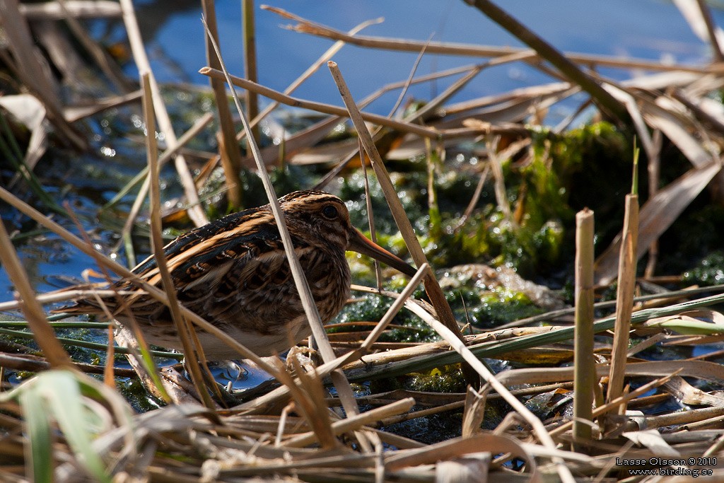 Jack Snipe - ML127662121