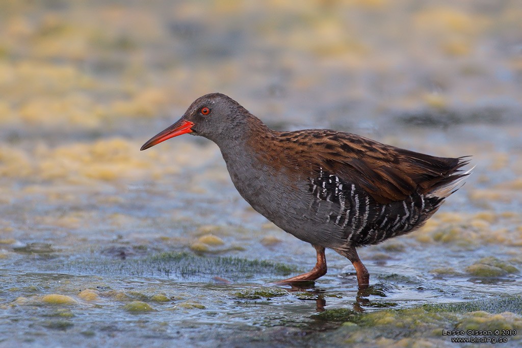 Water Rail - ML127662551