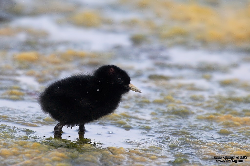 Water Rail - ML127662601