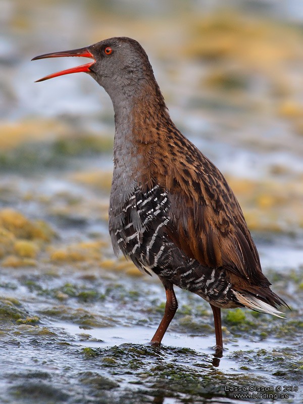 Water Rail - ML127663441