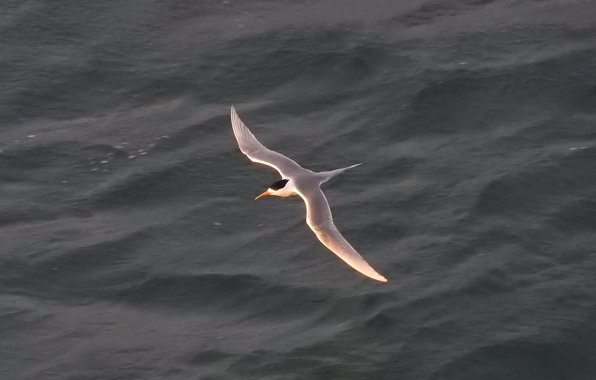Great Crested Tern - ML127665661
