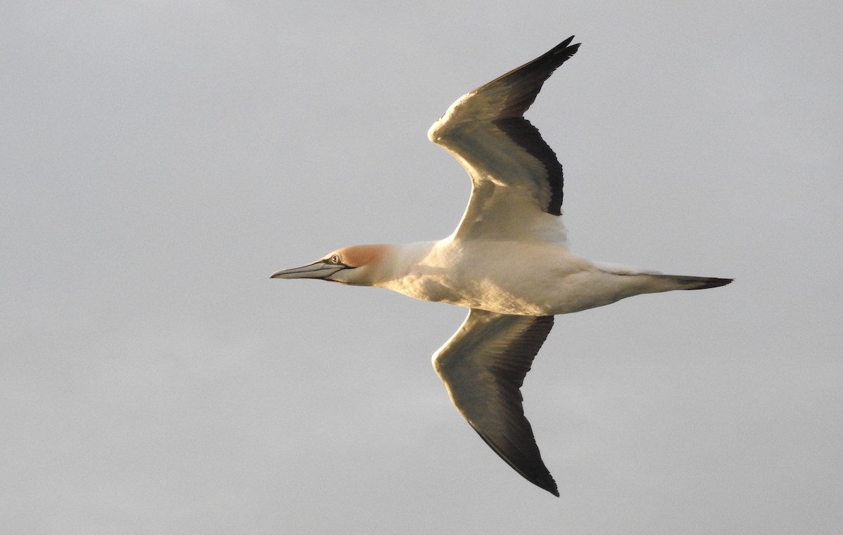 Australasian Gannet - ML127665671