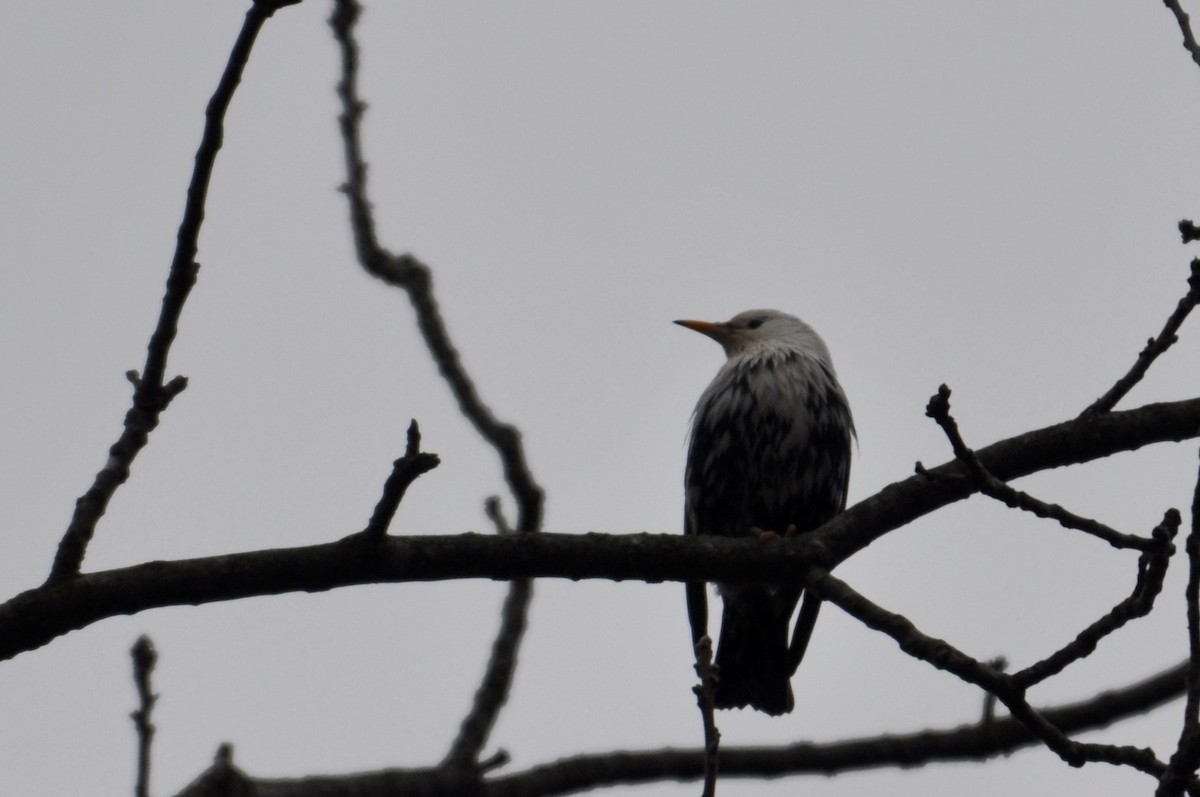 European Starling - James Fox