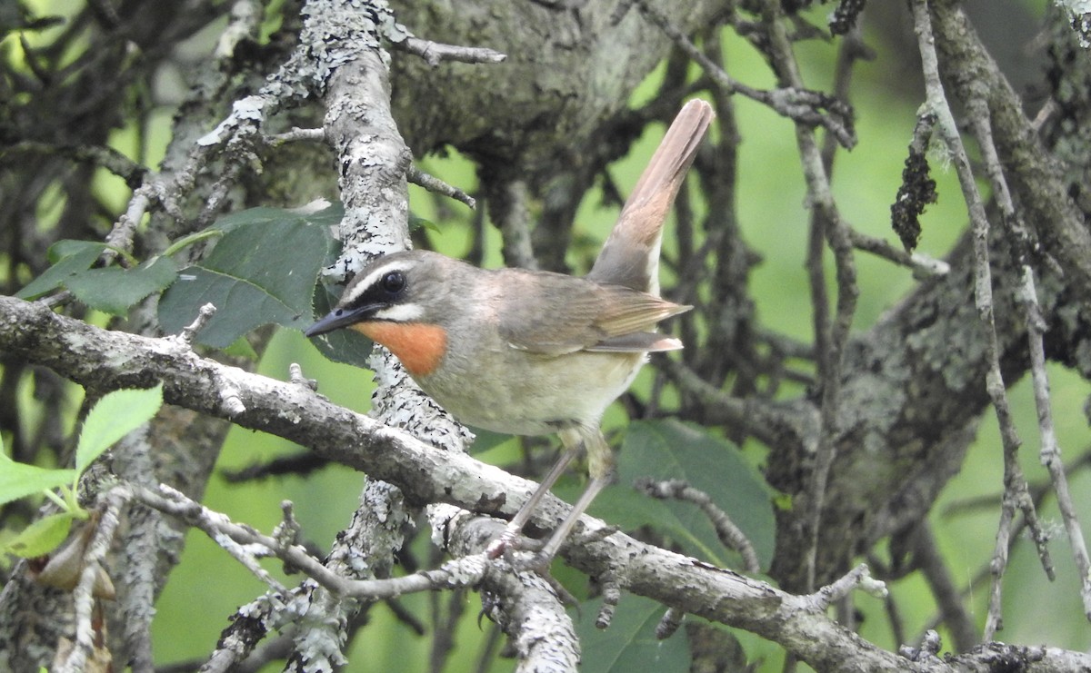 Siberian Rubythroat - ML127667881