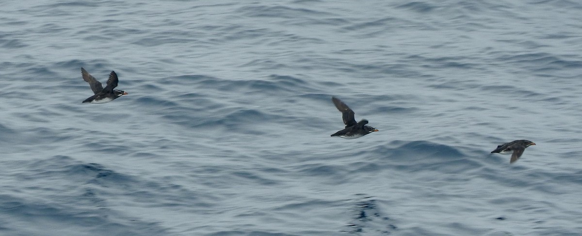 Rhinoceros Auklet - ML127667901