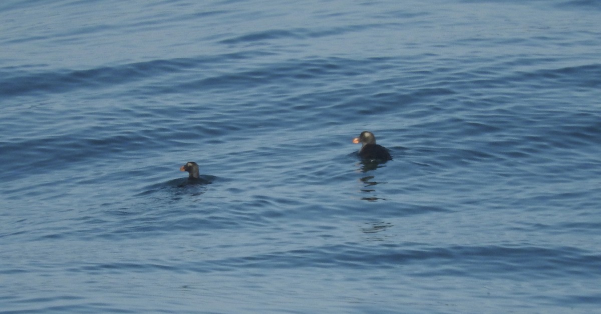 Tufted Puffin - ML127667911