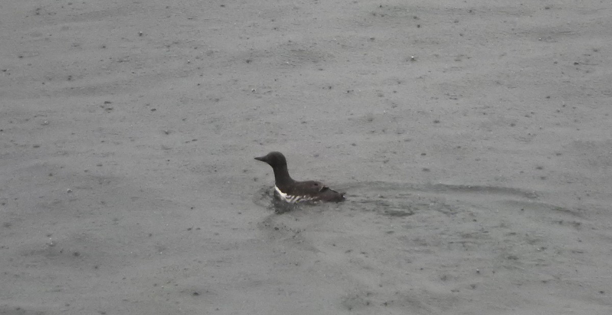 Common Murre - ML127668001