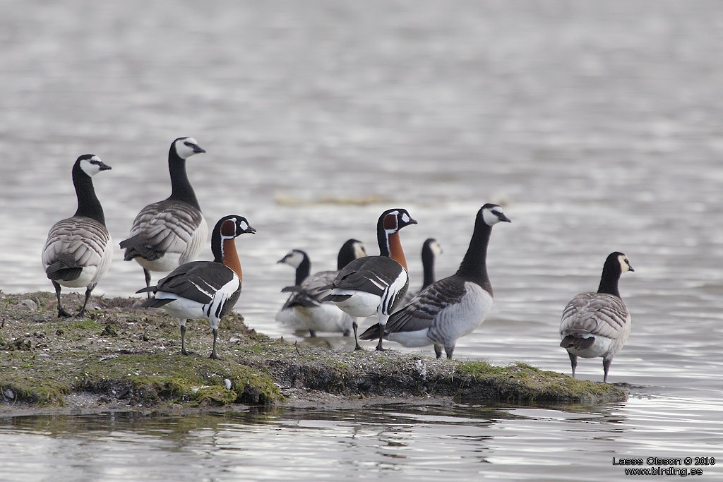 Red-breasted Goose - ML127668671