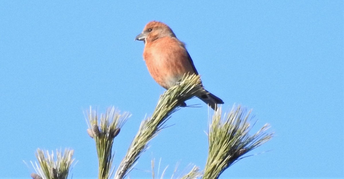 Red Crossbill - Carol Baird Molander