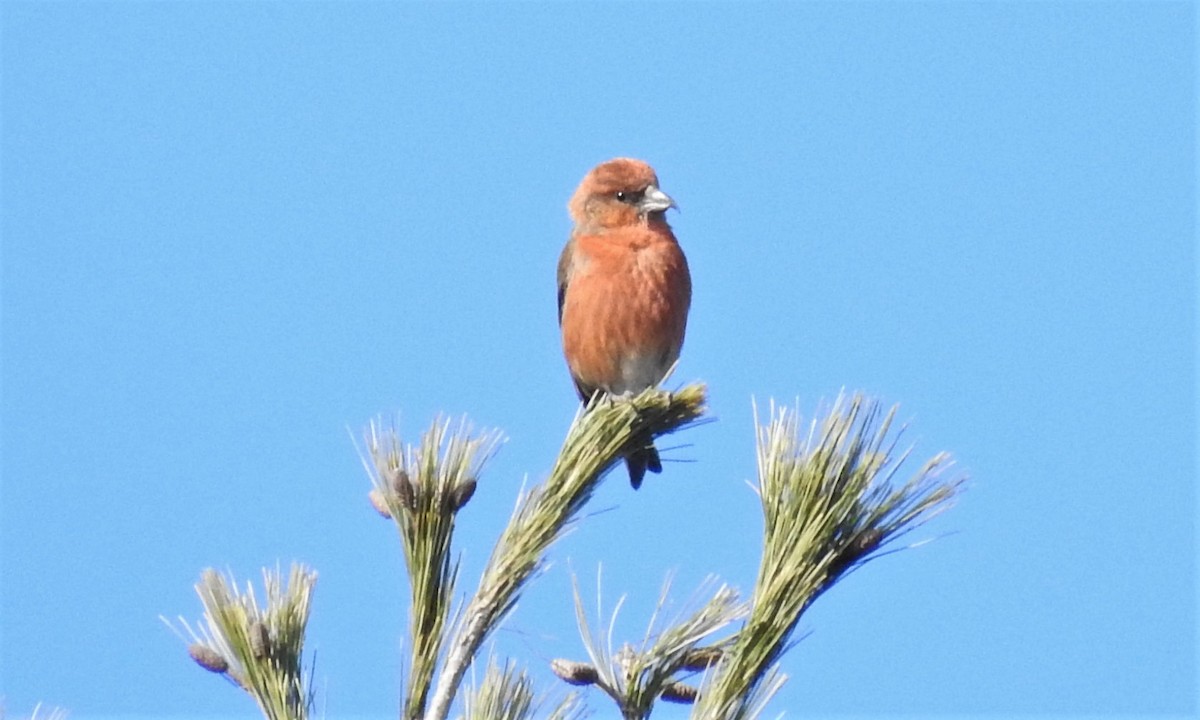 Red Crossbill - Carol Baird Molander