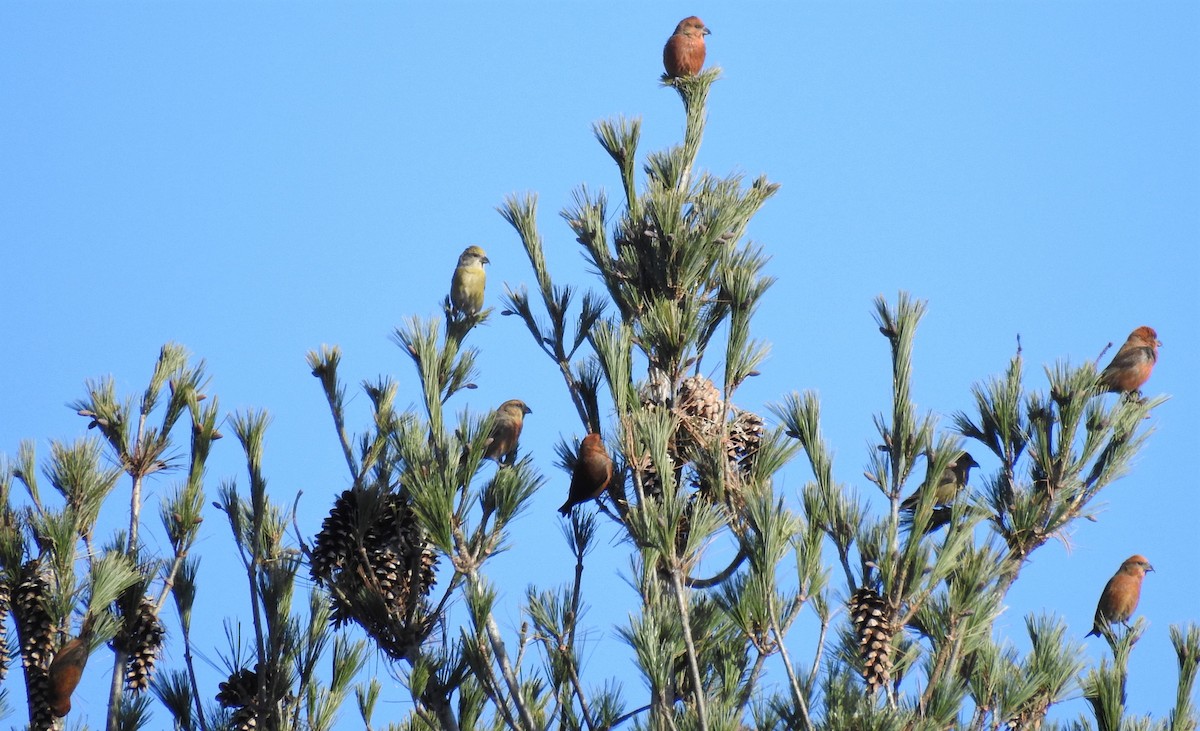 Red Crossbill - Carol Baird Molander