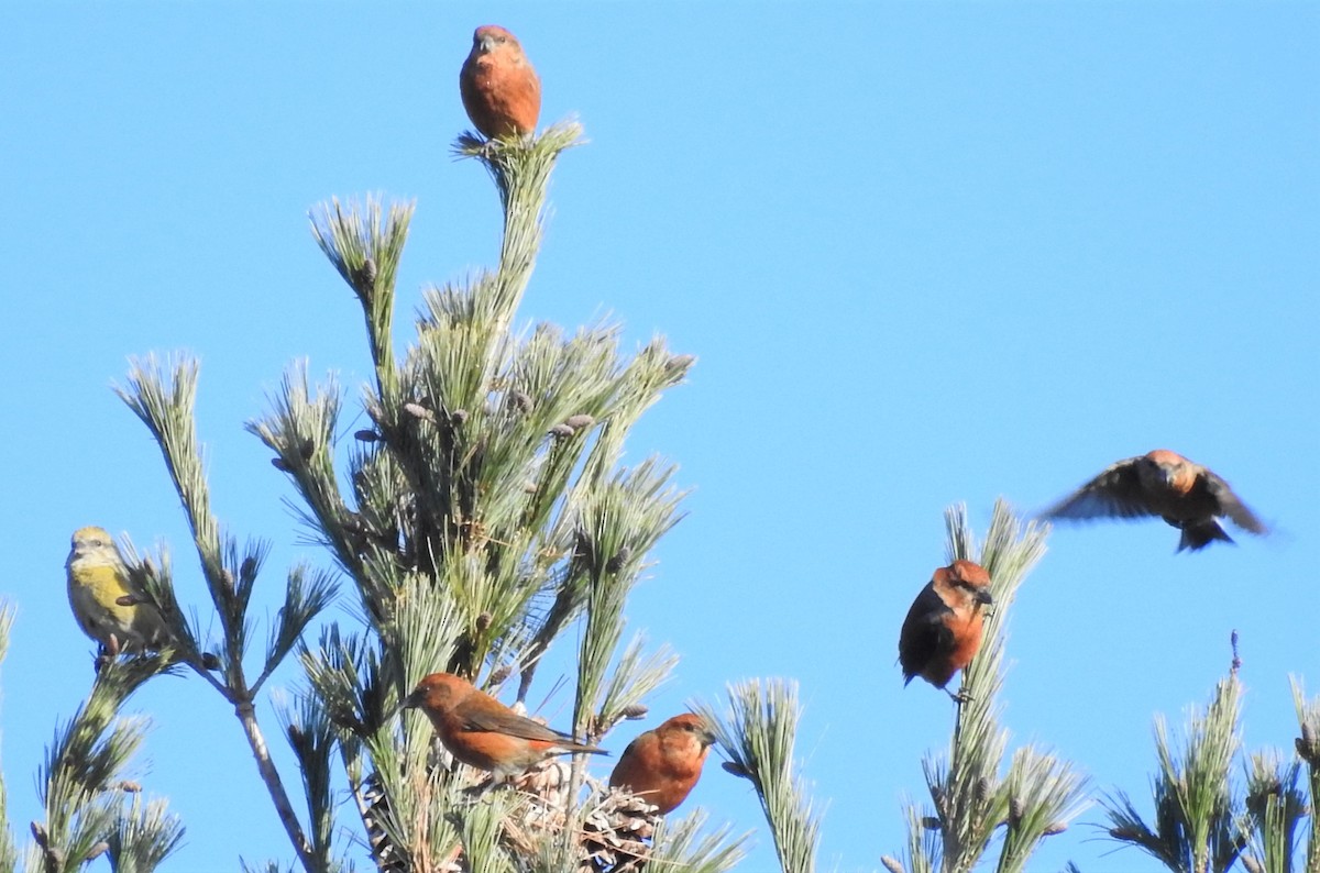 Red Crossbill - Carol Baird Molander