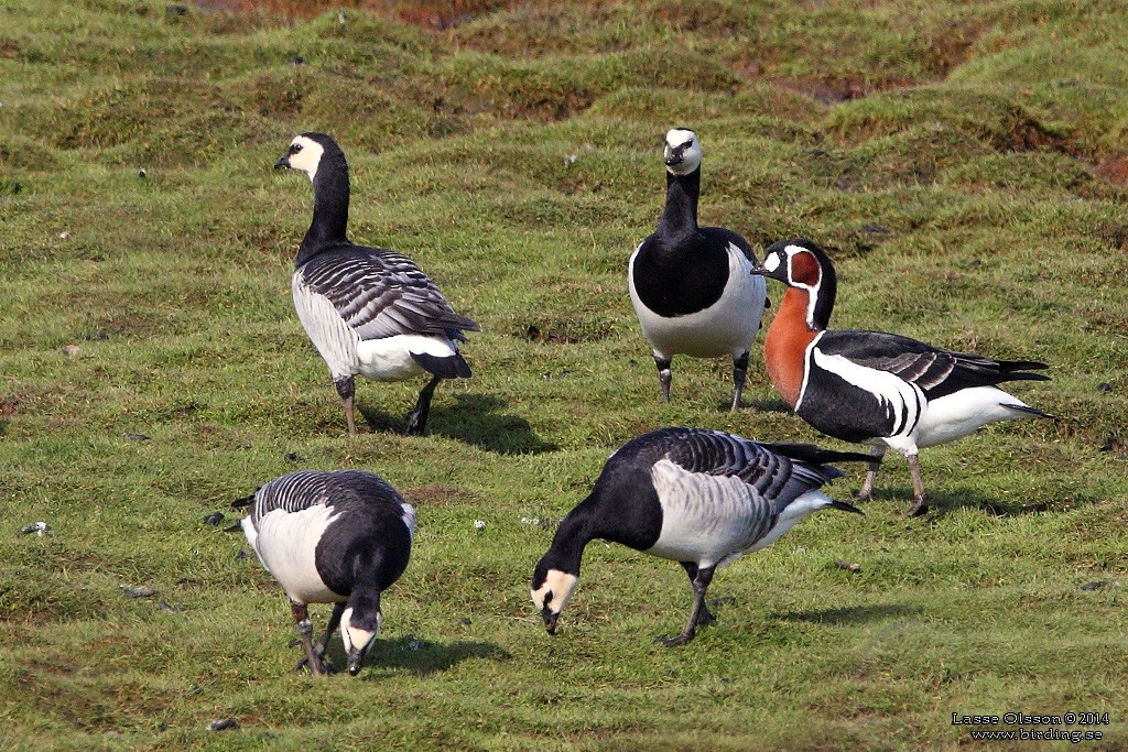Red-breasted Goose - ML127669201