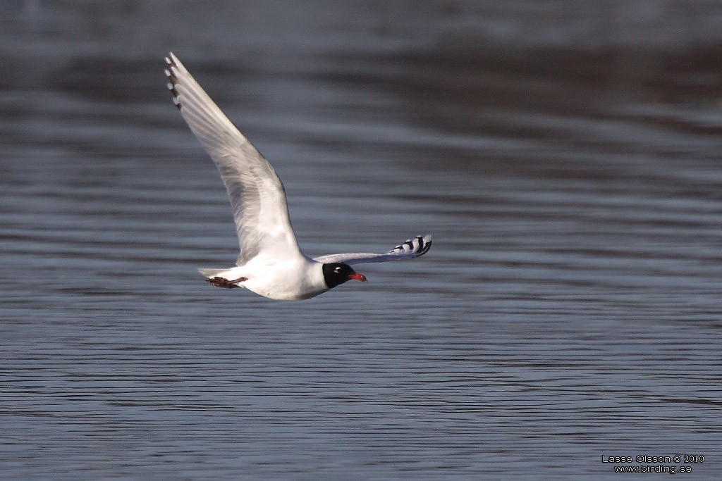 Gaviota Cabecinegra - ML127669941