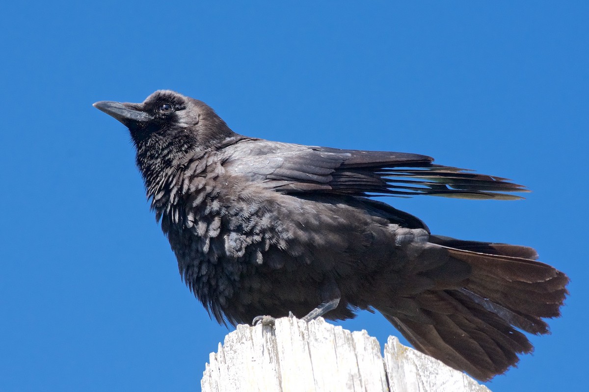 American Crow - ML127671091