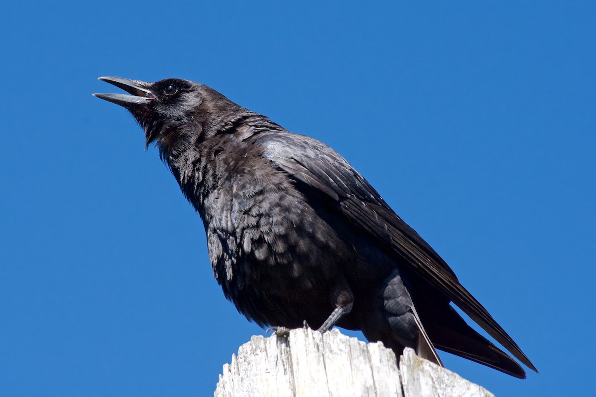 American Crow - ML127671141