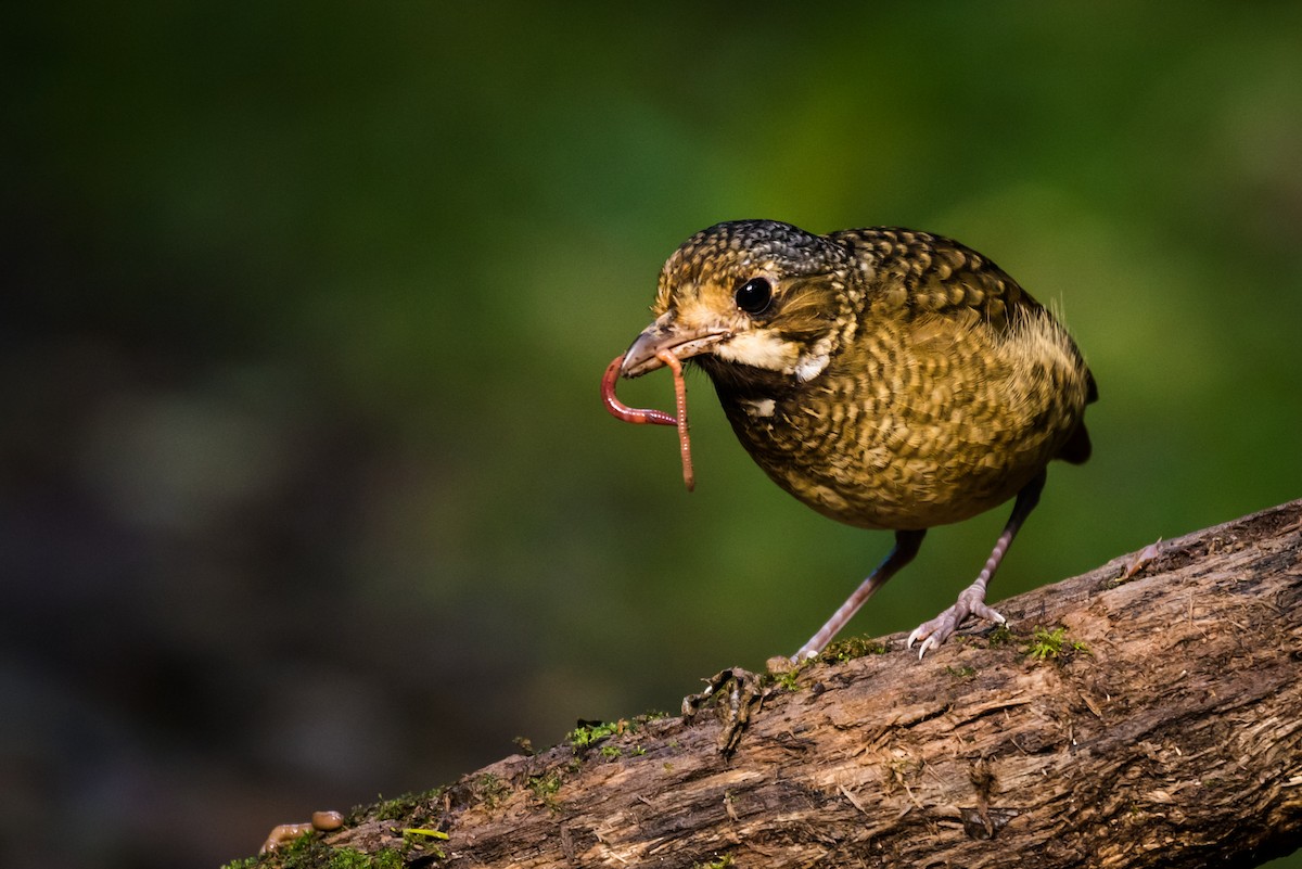 Variegated Antpitta - ML127674361