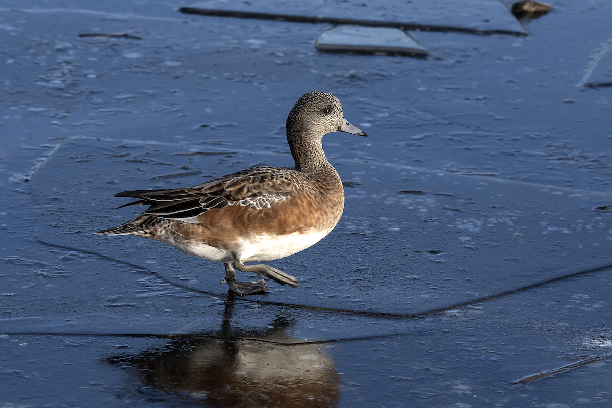 American Wigeon - David Badke