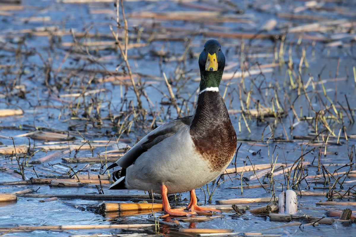 Mallard - David Badke