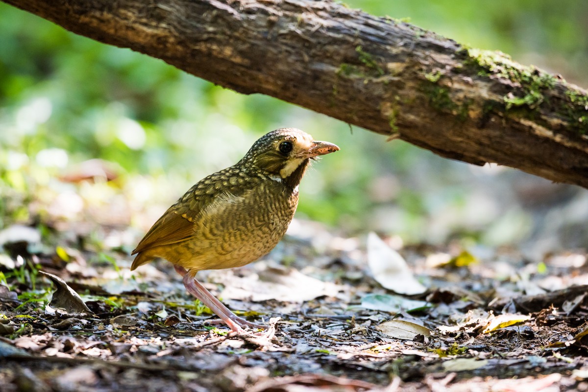 Variegated Antpitta - ML127675871