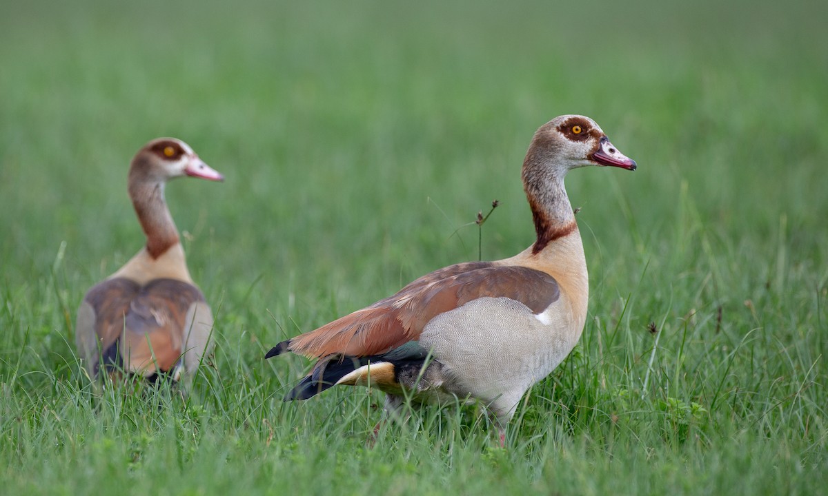 Egyptian Goose - ML127676381