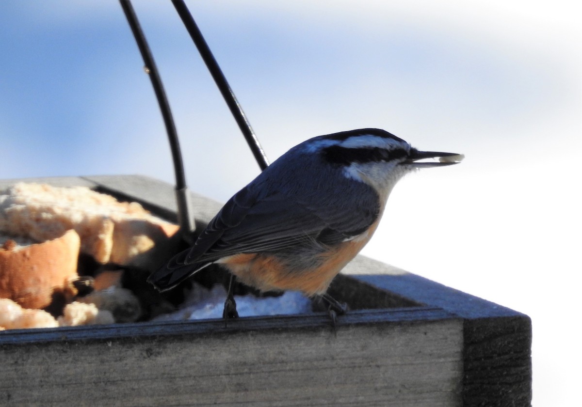 Red-breasted Nuthatch - Tracee Starner