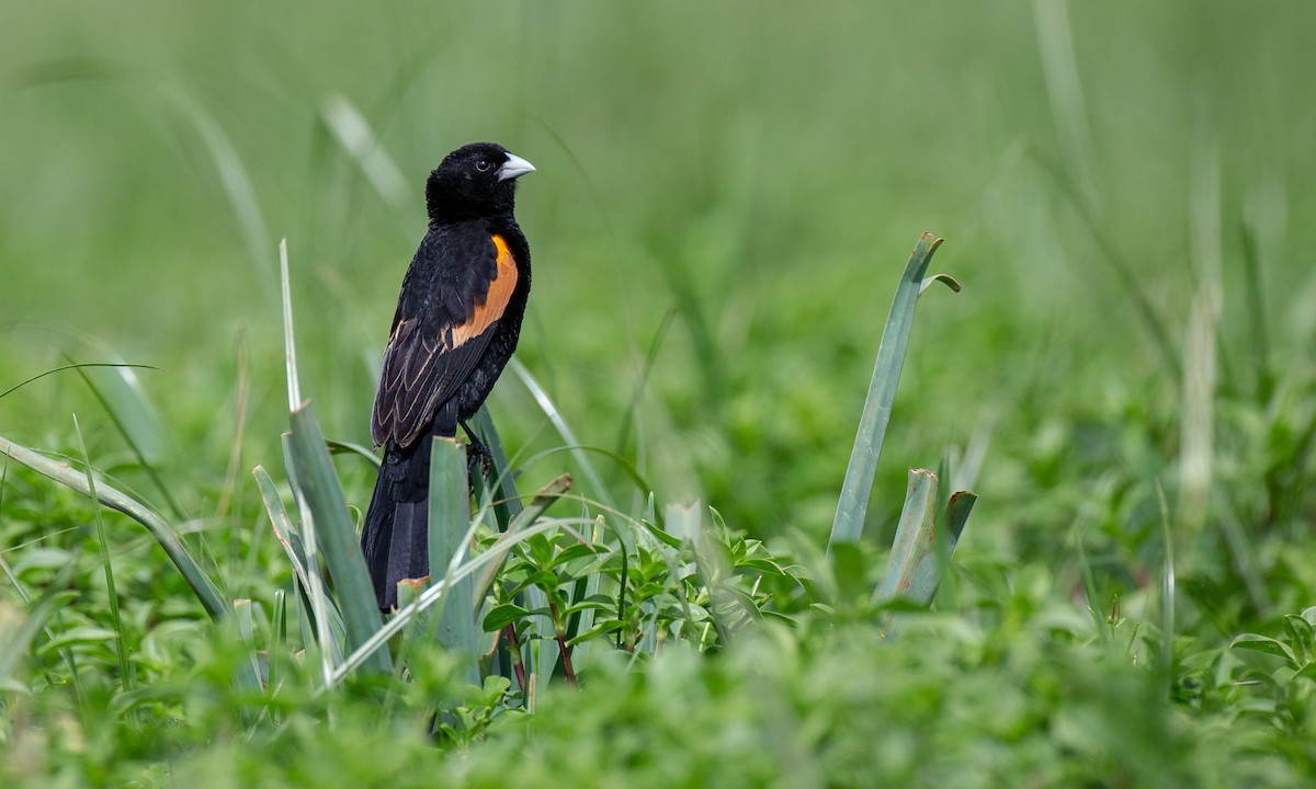 Fan-tailed Widowbird - Chris Wood