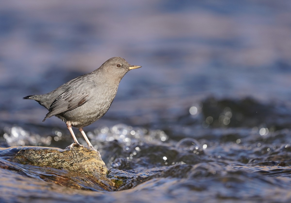 American Dipper - ML127676841