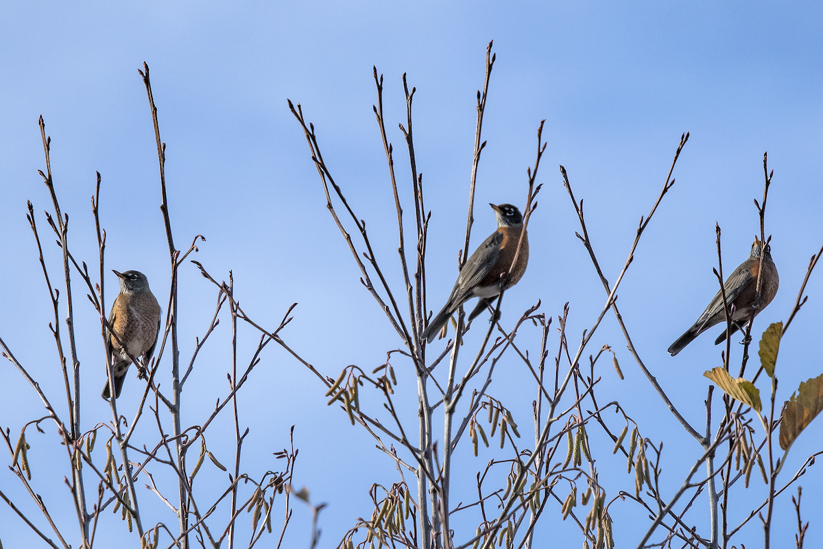 American Robin - ML127676981