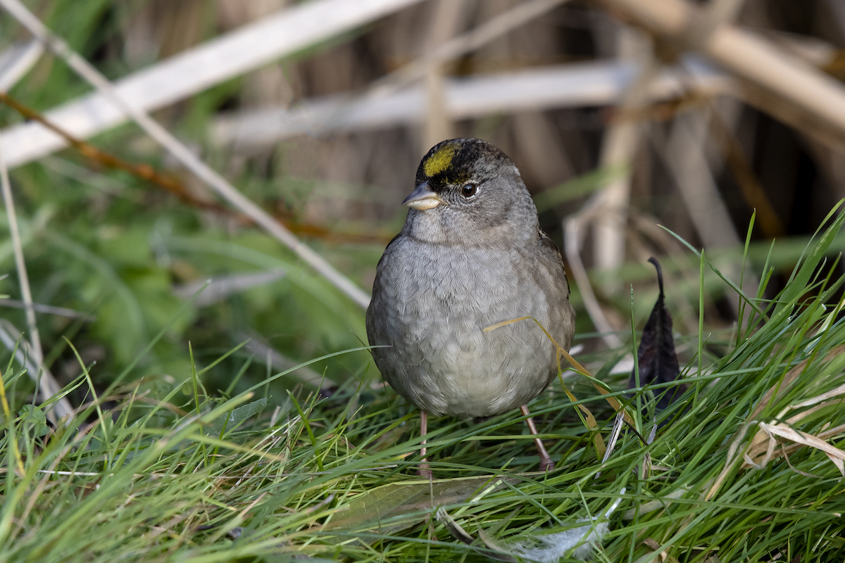 Golden-crowned Sparrow - David Badke