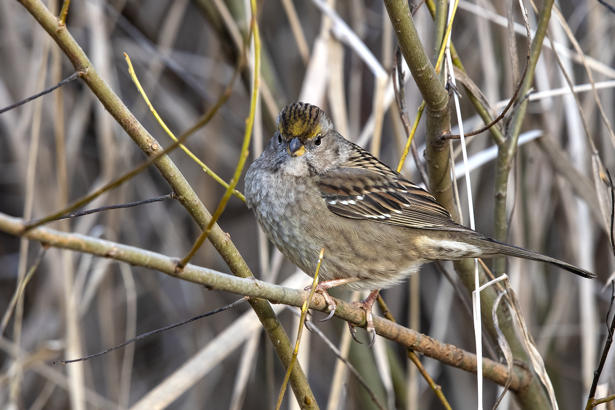 Golden-crowned Sparrow - David Badke