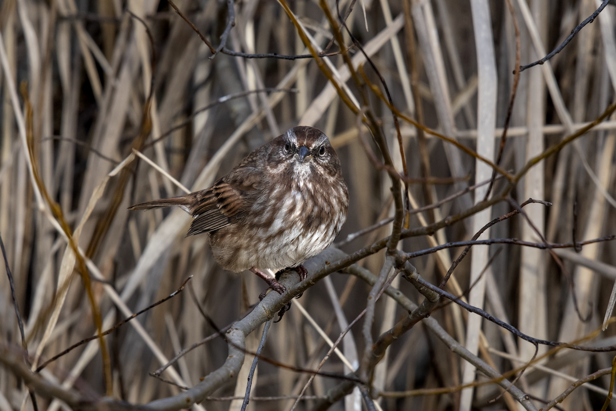 Song Sparrow - David Badke