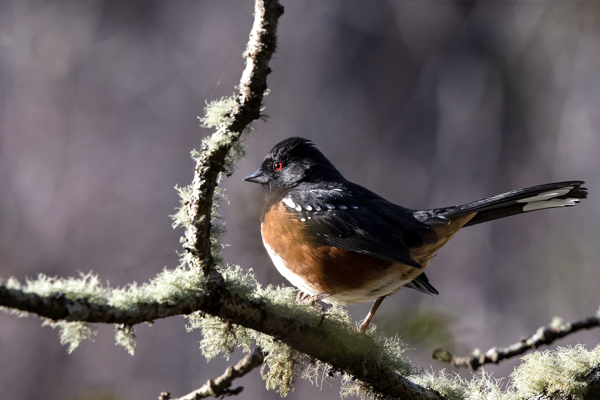 Spotted Towhee - David Badke