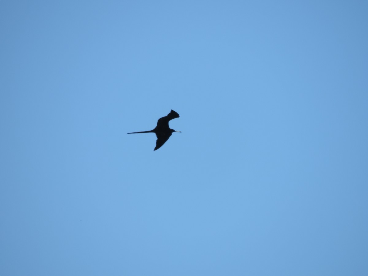 Magnificent Frigatebird - ML127678261