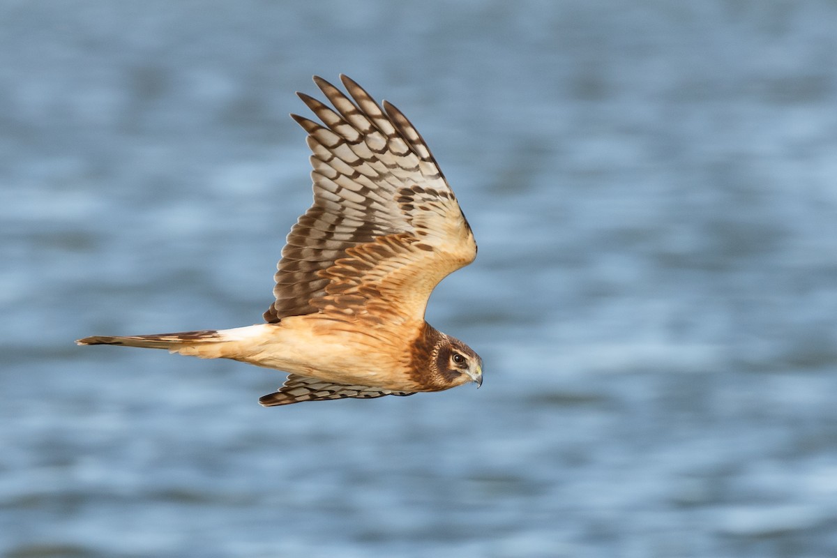 Aguilucho de Hudson - ML127678361