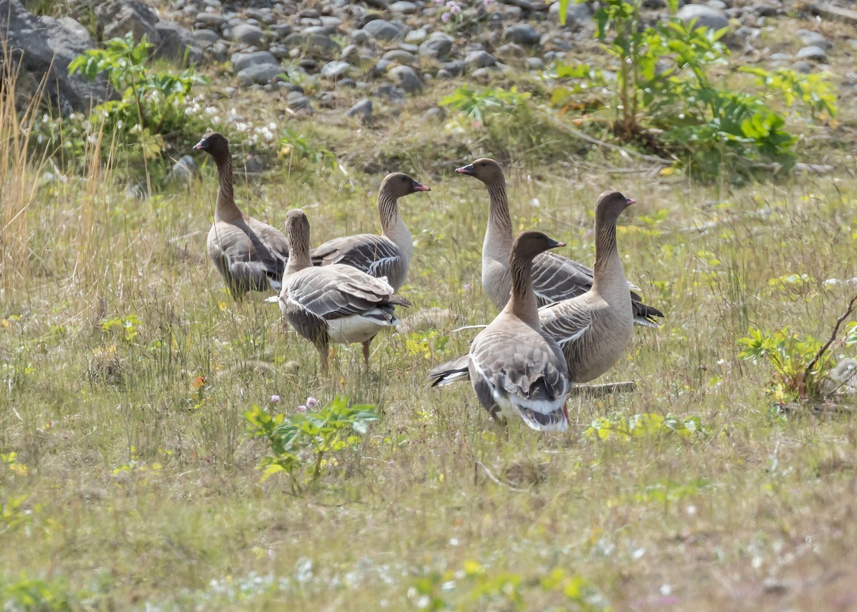 Pink-footed Goose - ML127678711