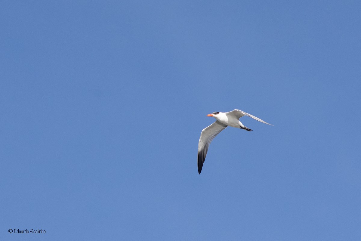 Caspian Tern - Eduardo Realinho