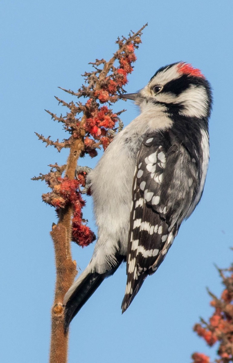 Downy Woodpecker - Glenn Berry