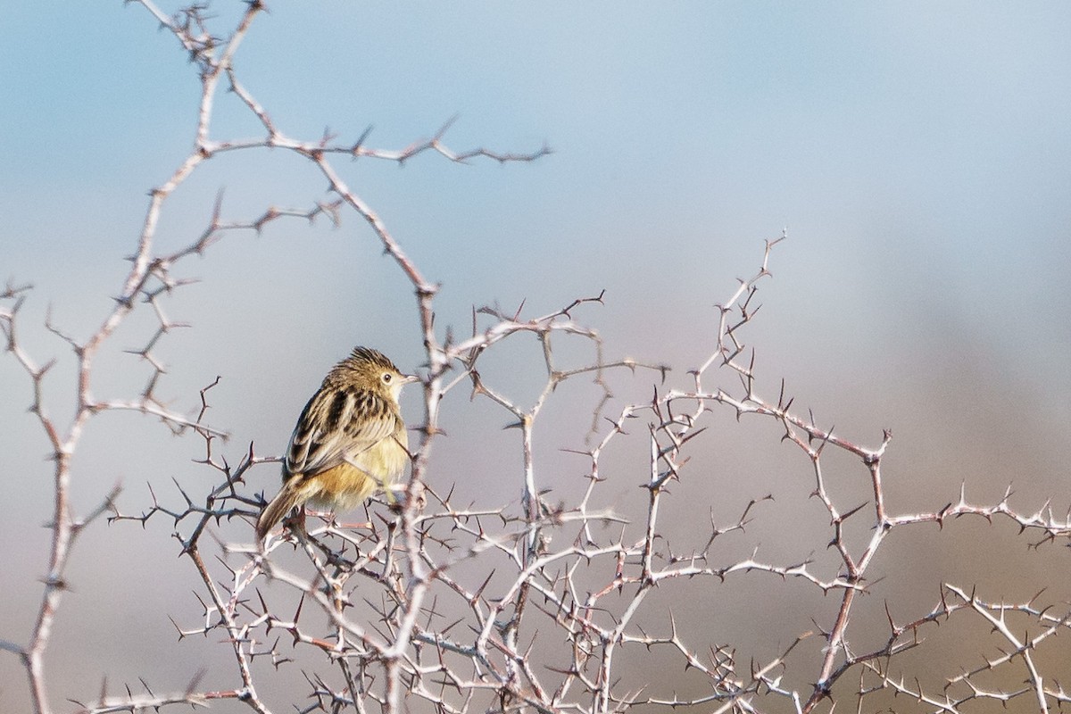 Zitting Cisticola - ML127682841