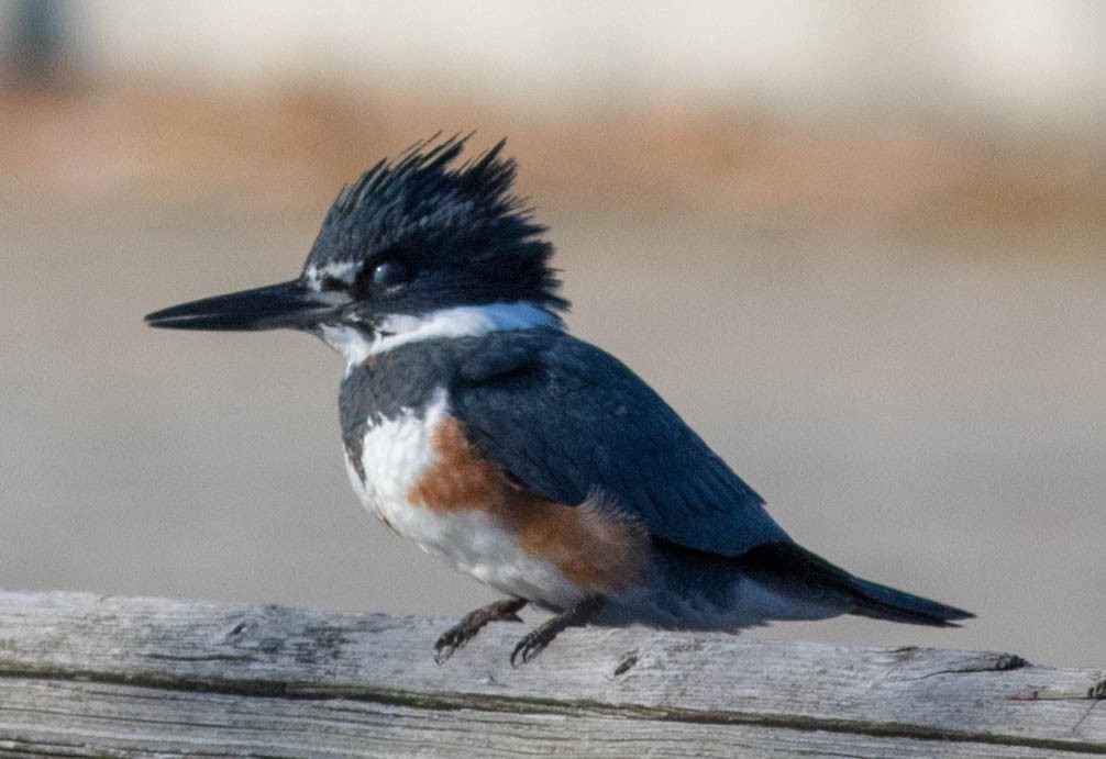 Belted Kingfisher - Glenn Berry