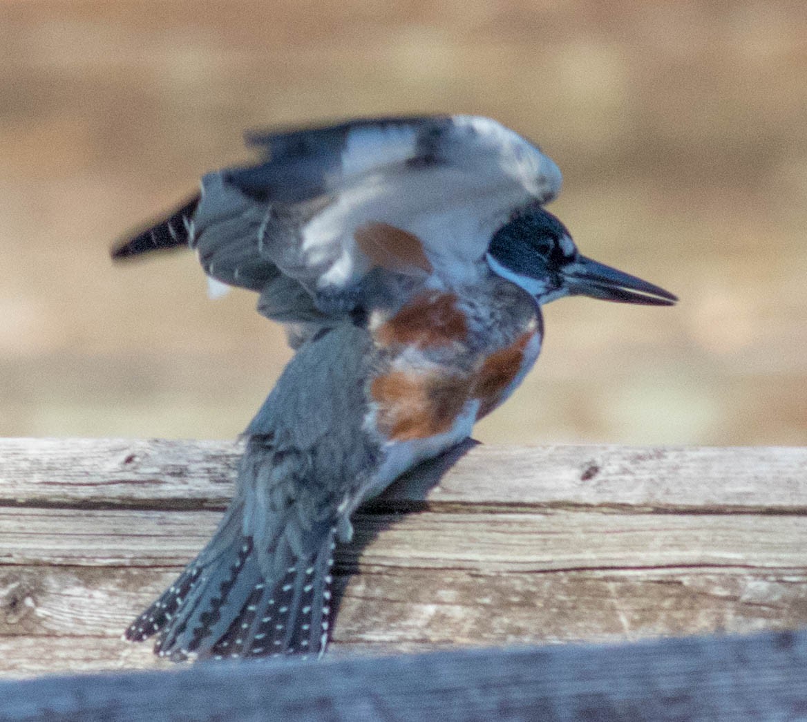 Belted Kingfisher - Glenn Berry