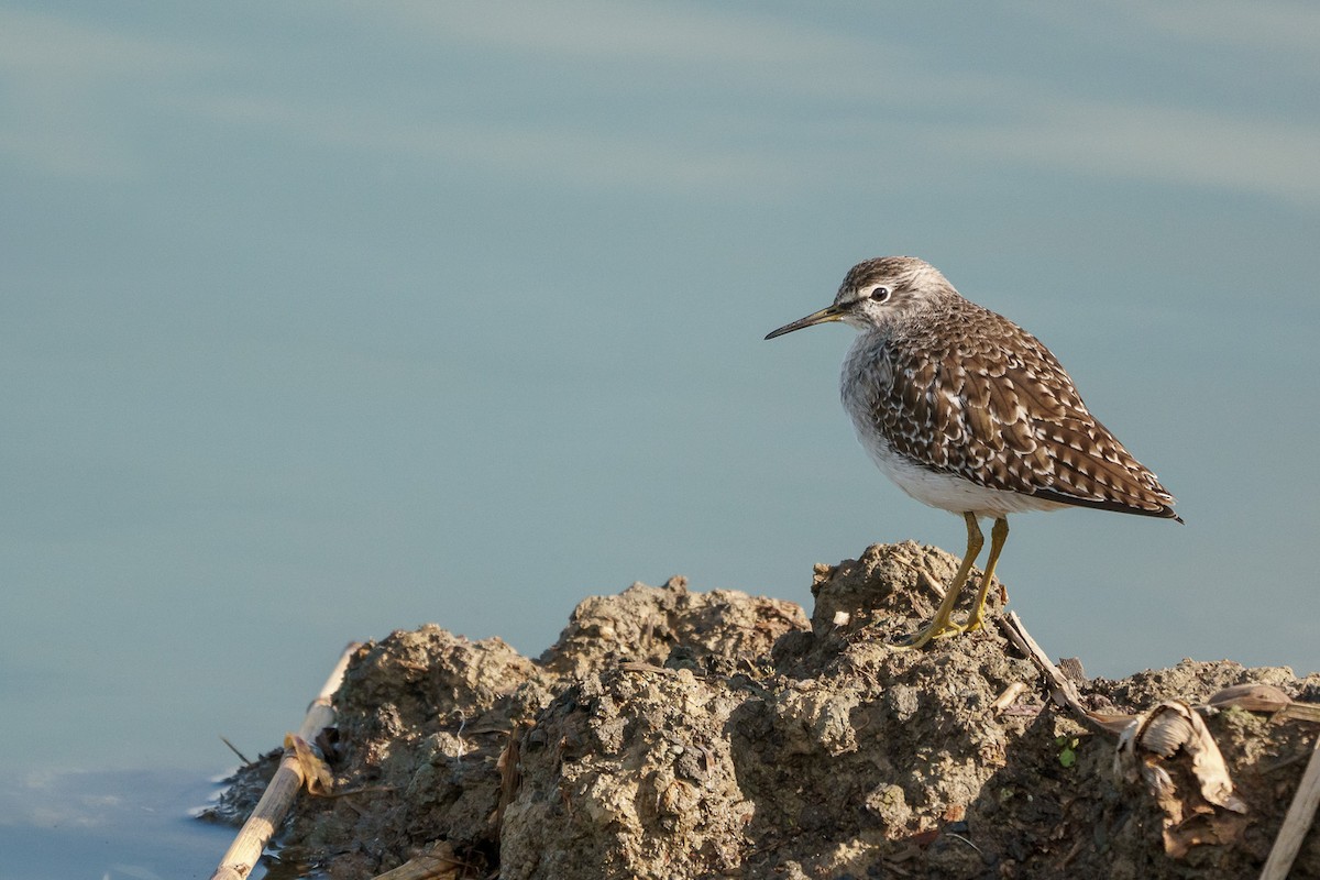 Wood Sandpiper - ML127683511