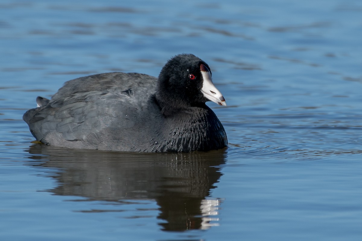 American Coot - Mike Stewart 🦅