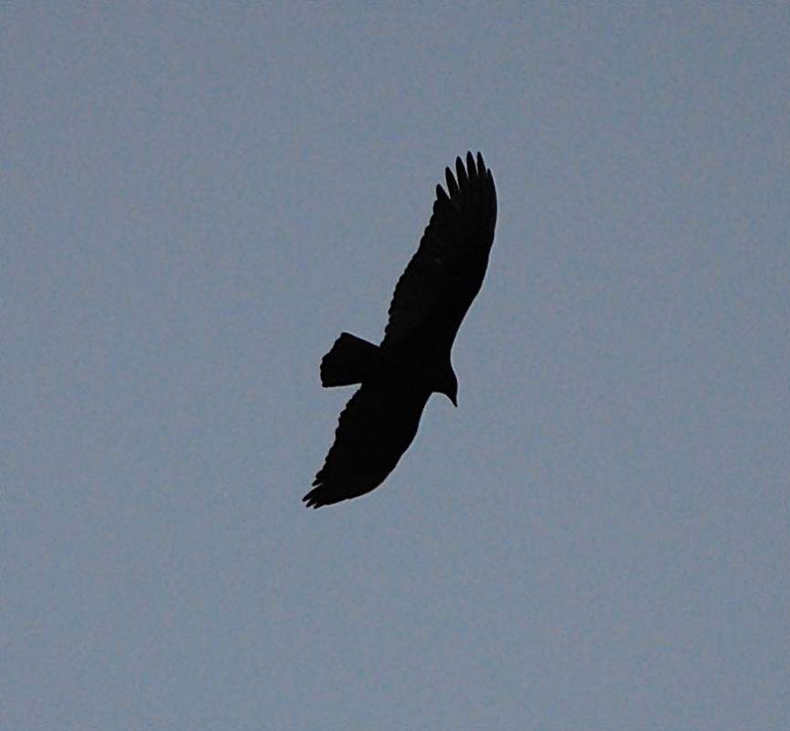 Black Vulture - ML127683751