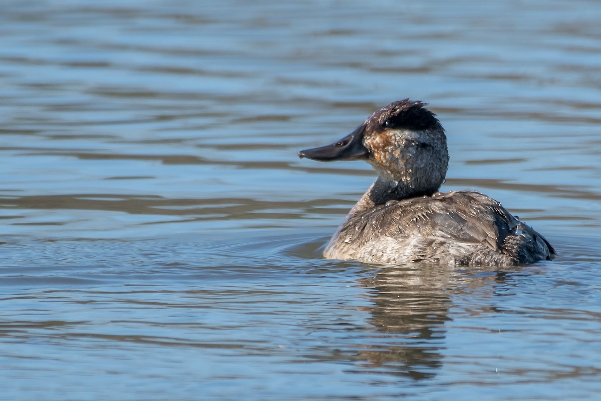 kobberand - ML127683781