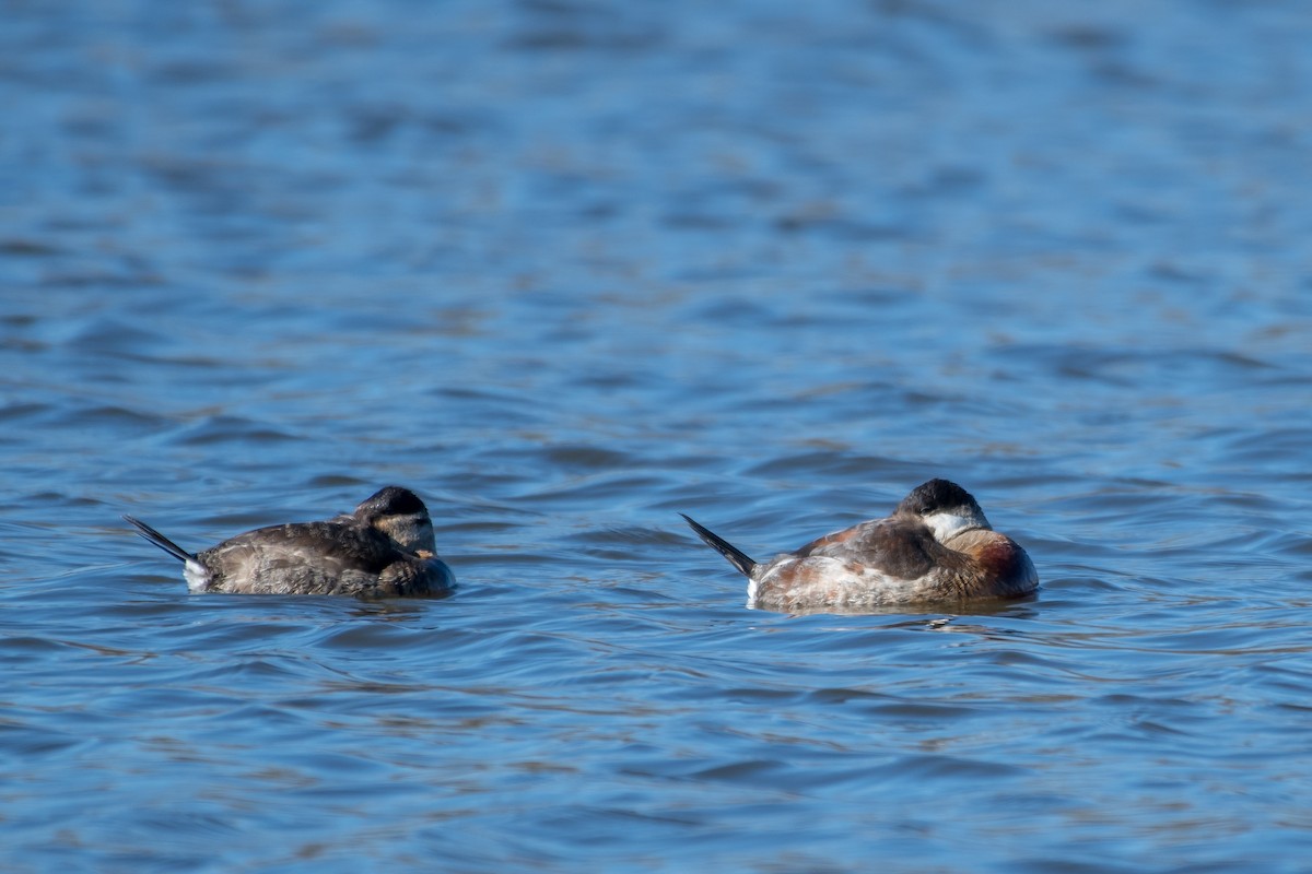 kobberand - ML127683791