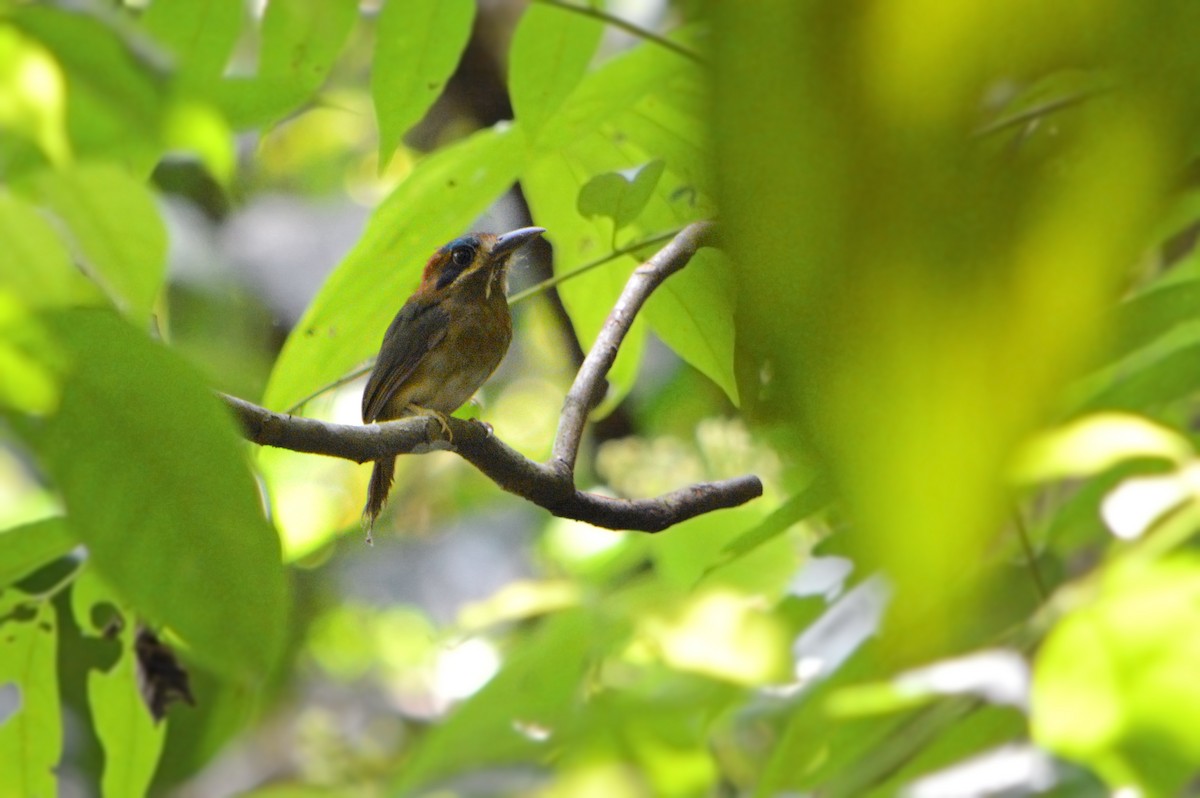 Tody Motmot - ML127684571